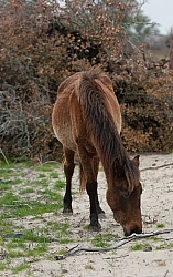 Corolla Horse in the Wild