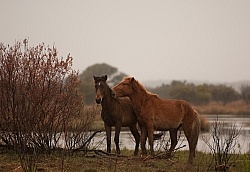 Corolla Horse in the Wild