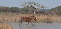Corolla Horse in the Wild