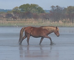 Corolla Horse in the Wild