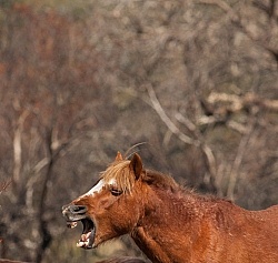 Corolla Horse in the Wild