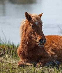 Corolla Horse in the Wild