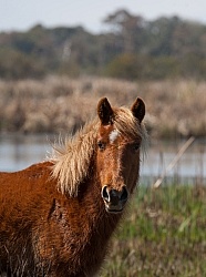Corolla Horse in the Wild