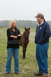 Corolla Horse Domesticated