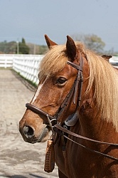 Corolla Horse Domesticated