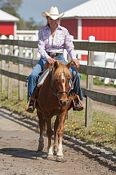 Corolla Horse Domesticated