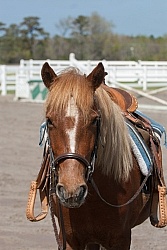 Corolla Horse Domesticated