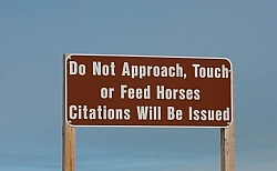 The Corolla Horse General