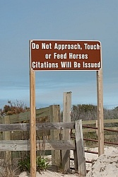 The Corolla Horse General