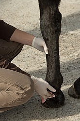 Vet Blocking Front Foot