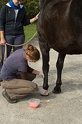 Vet Blocking Front Foot