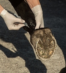 Vet Blocking Front Foot