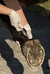 Vet Blocking Front Foot