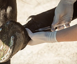 Vet Blocking Front Foot
