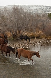 The Jingle Thropugh The River