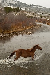 The Jingle Thropugh The River