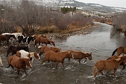 The Jingle Thropugh The River