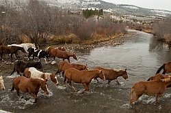 The Jingle Thropugh The River