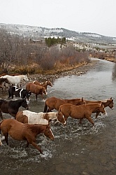 The Jingle Thropugh The River