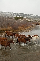 The Jingle Thropugh The River