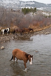 The Jingle Thropugh The River