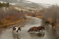 The Jingle Thropugh The River