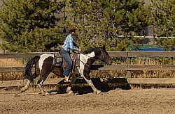 Practising the Canter
