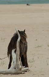 Sable Island Sable Island Horses on the beach