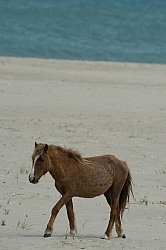 Sable Island Horses on the Beach