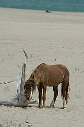 Sable Island Horses on the Beach