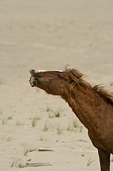 Sable Island Horses on the Beach