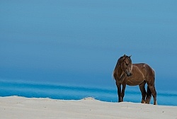Sable Island Horses on the Beach