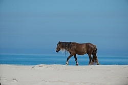 Sable Island Horses on the Beach