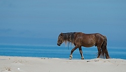 Sable Island Horses on the Beach