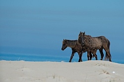 Sable Island Horses on the Beach