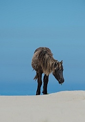 Sable Island Horses on the Beach