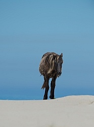 Sable Island Horses on the Beach