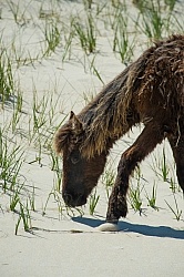 Sable Island Horses on the Beach