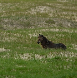 Sable Island Sable Island Horses in the Grass