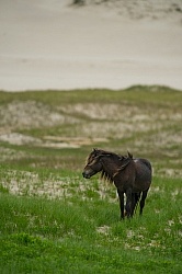 Sable Island Sable Island Horses in the Grass