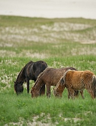 Sable Island Sable Island Horses in the Grass