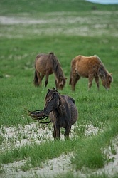 Sable Island Sable Island Horses in the Grass