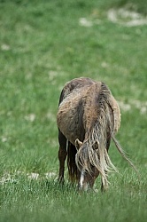 Sable Island Sable Island Horses in the Grass