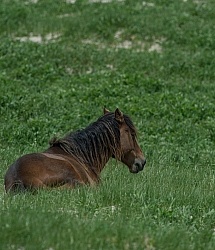 Sable Island Sable Island Horses in the Grass