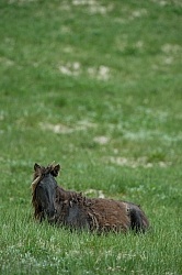 Sable Island Sable Island Horses in the Grass