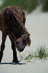 Sable Island Horse Sable Island Horses in the Grass