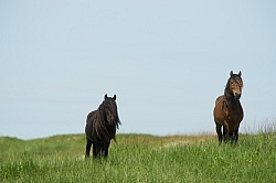 Sable Island Sable Island Horses in the Grass