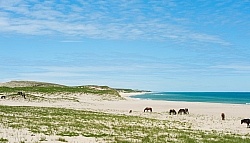 Sable Island Horse Herd on Beach