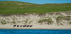 Sable Island Horse Herd on Beach