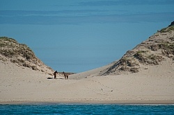 Sable Island Horses on Beach